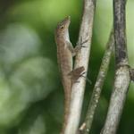 IMG_0489_Small.jpg