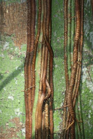 IMG_0511_Small.jpg