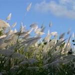 IMG_8035_Small.jpg