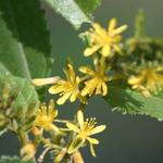 IMG_7488_Small.jpg