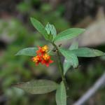 IMG_1381_Small.jpg