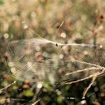 IMG_3269_2_Small.jpg