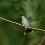IMG_5492_Small.jpg