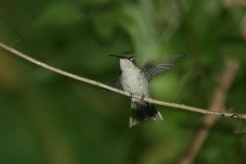 IMG_5492_Small.jpg