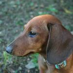 IMG_2974_Small.jpg